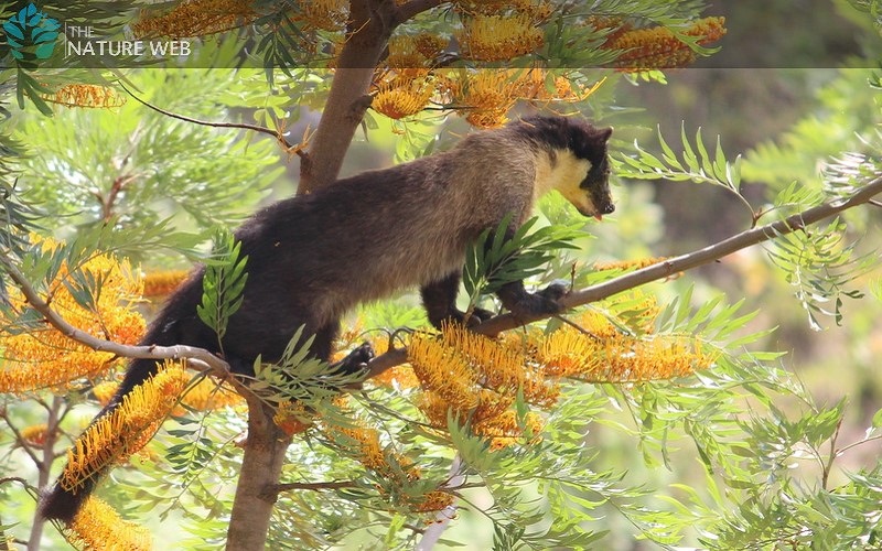 Himalayan Yellow-throated Marten